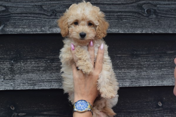 Caniche (reu) 31662