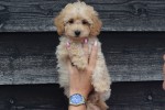Caniche (reu) 31662
