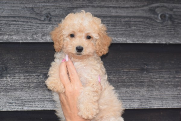Caniche (reu) 31662