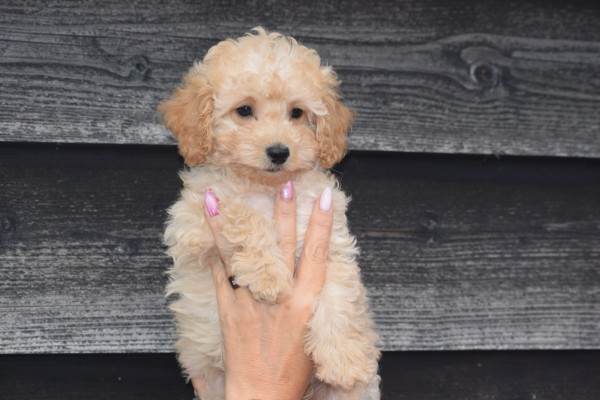 Caniche (reu) 31662
