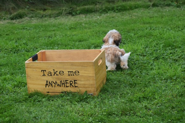 Shih Tzu (reu) 75244