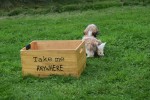 Shih Tzu (reu) 75244
