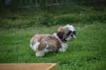 Shih Tzu (reu) 75244