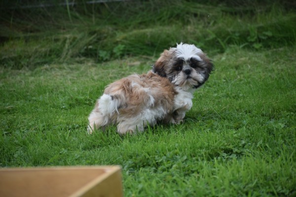 Shih Tzu (reu) 75244