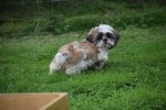 Shih Tzu (reu) 75244