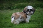 Shih Tzu (reu) 75244