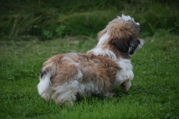 Shih Tzu (reu) 75244