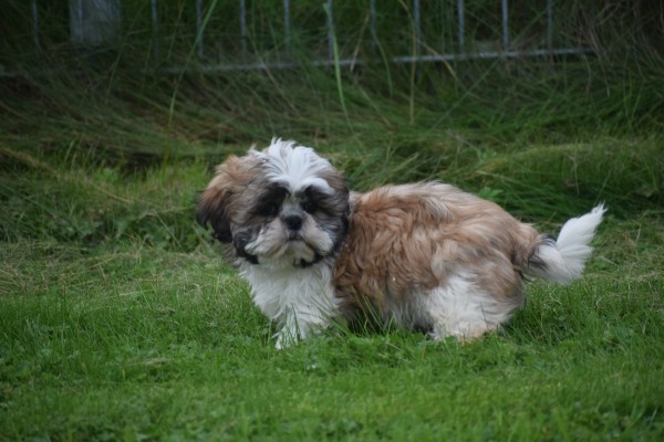 Shih Tzu (reu) 75244