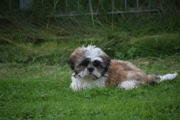 Shih Tzu (reu) 75244
