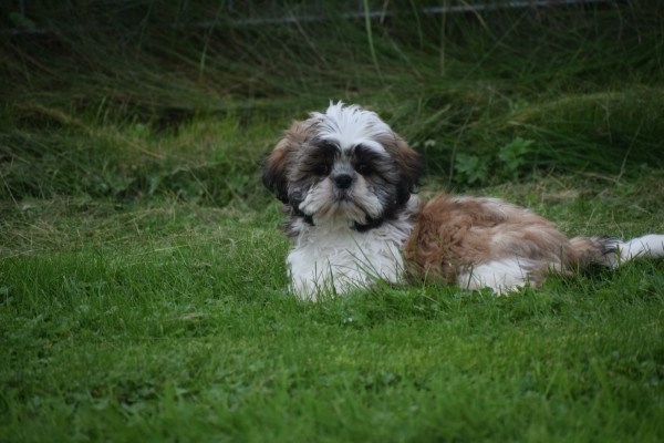Shih Tzu (reu) 75244