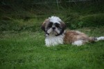 Shih Tzu (reu) 75244