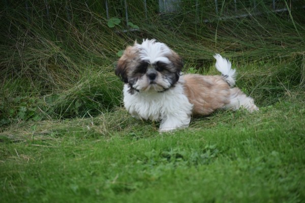 Shih Tzu (reu) 75244