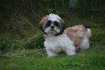 Shih Tzu (reu) 75244