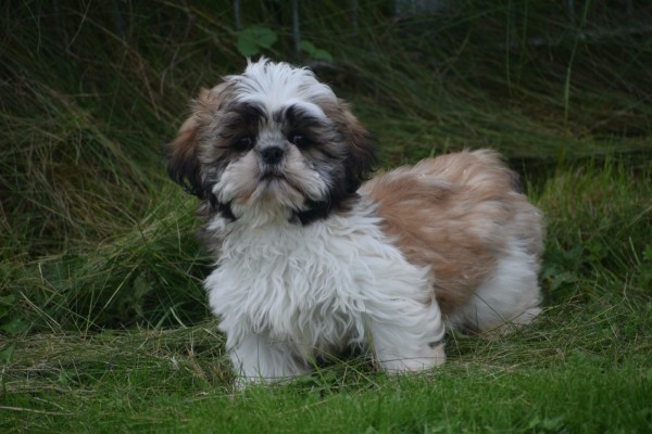Shih Tzu (reu) 75244