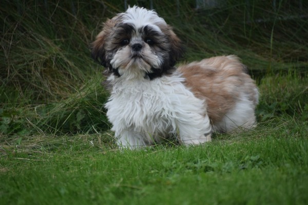Shih Tzu (reu) 75244