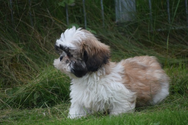Shih Tzu (reu) 75244
