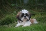 Shih Tzu (reu) 75244