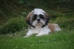 Shih Tzu (reu) 75244