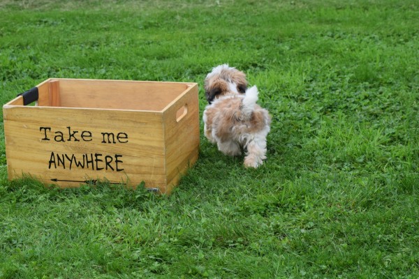 Shih Tzu (reu) 75244