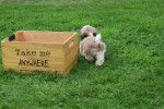 Shih Tzu (reu) 75244