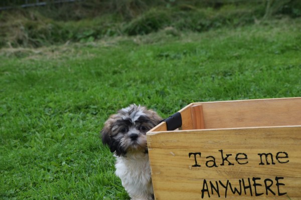 Shih Tzu (reu) 72253
