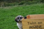 Shih Tzu (reu) 72253