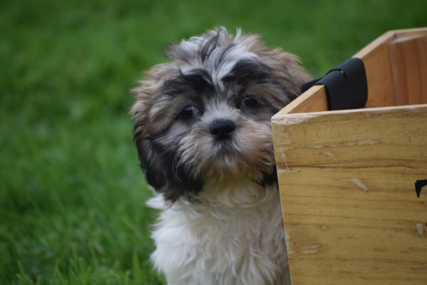 Shih Tzu (reu) 72253