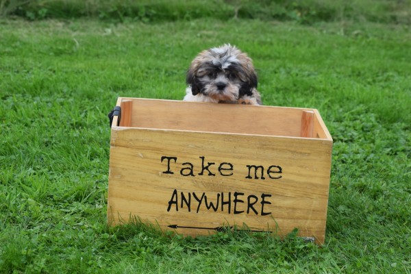 Shih Tzu (reu) 72253