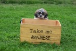 Shih Tzu (reu) 72253