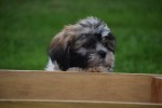 Shih Tzu (reu) 72253