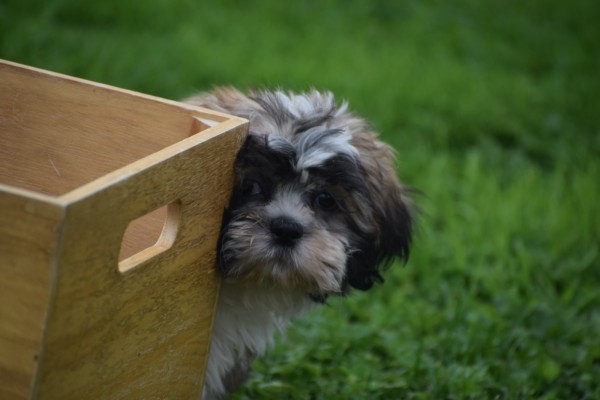 Shih Tzu (reu) 72253