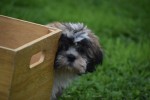 Shih Tzu (reu) 72253