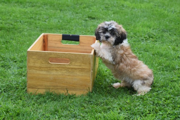 Shih Tzu (reu) 72253
