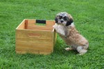 Shih Tzu (reu) 72253