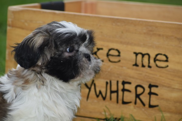 Shih Tzu (teef) 75256