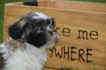 Shih Tzu (teef) 75256