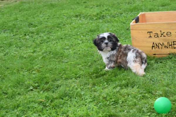 Shih Tzu (teef) 75256
