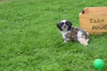 Shih Tzu (teef) 75256