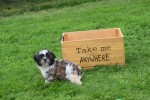 Shih Tzu (teef) 75256