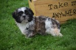 Shih Tzu (teef) 75256