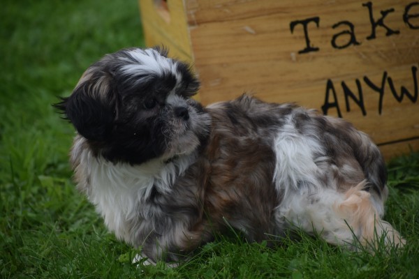 Shih Tzu (teef) 75256