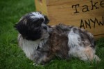 Shih Tzu (teef) 75256