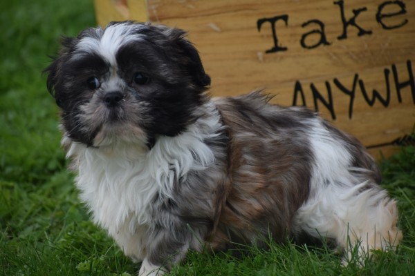 Shih Tzu (teef) 75256