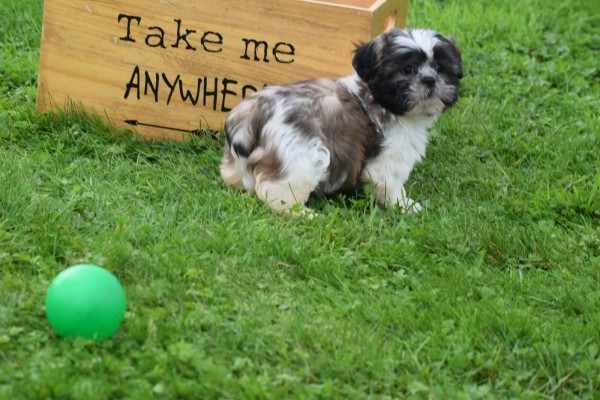 Shih Tzu (teef) 75256