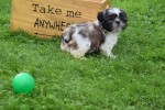 Shih Tzu (teef) 75256