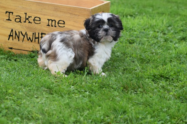 Shih Tzu (teef) 75256
