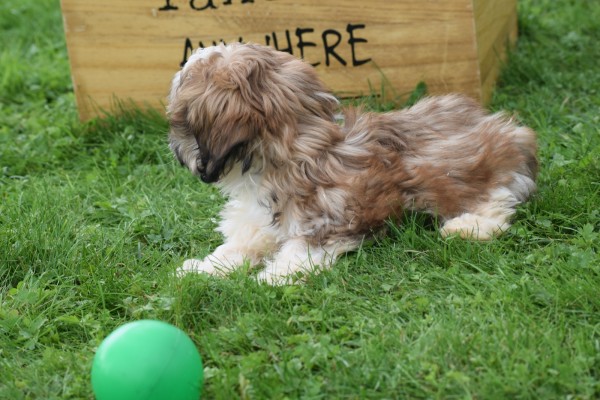 Shih Tzu (reu) 72245