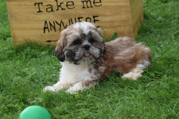 Shih Tzu (reu) 72245