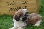 Shih Tzu (reu) 72245