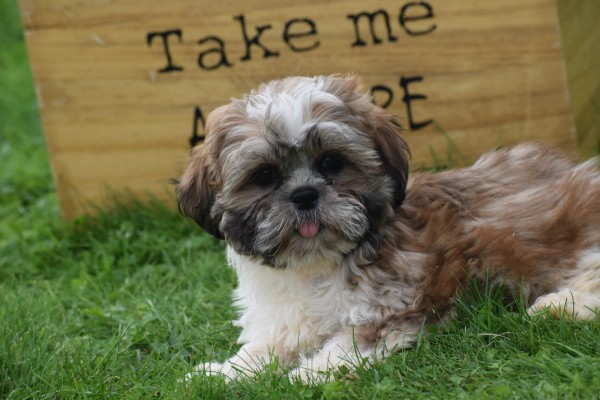 Shih Tzu (reu) 72245